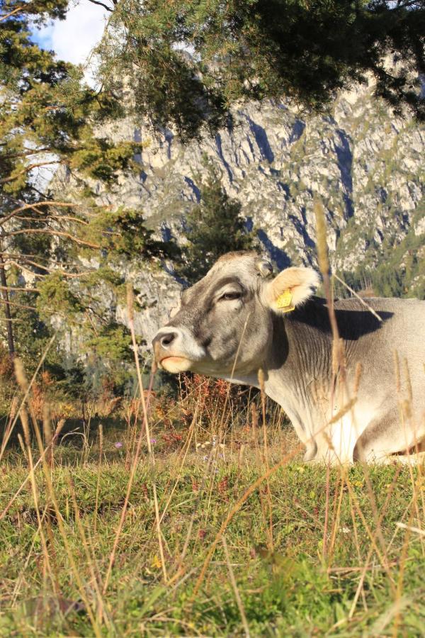 Agriturismo Maso Santa Libera Tesero Bagian luar foto